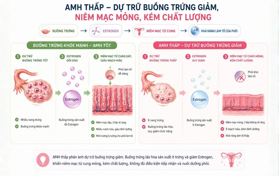 Minh hoạ dự trữ buồng trứng