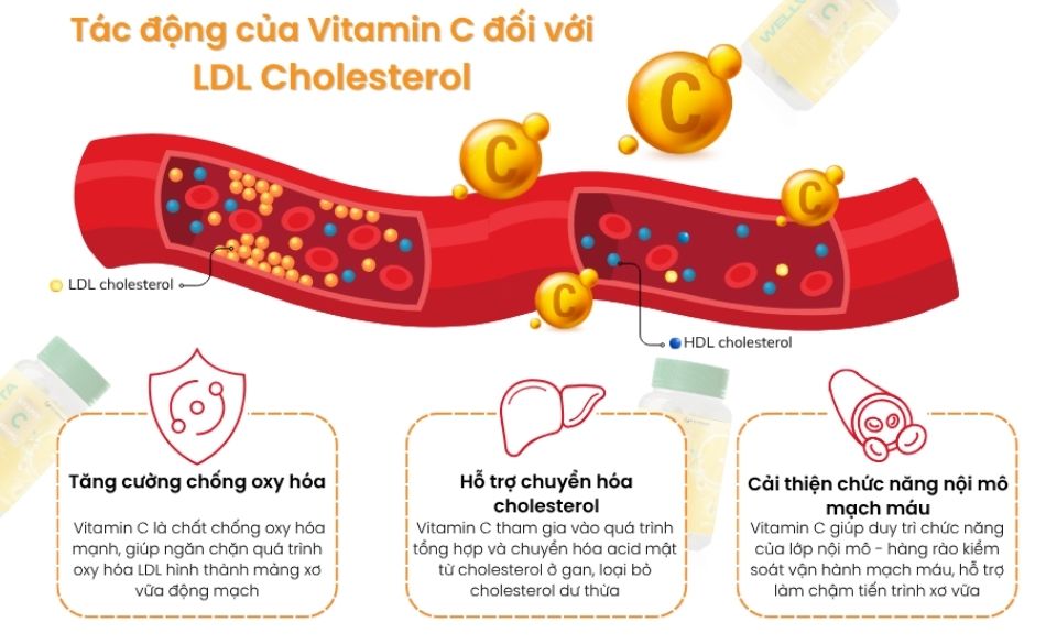 Vitamin C đóng vai trò hỗ trợ cải thiện chỉ số LDL cholesterol