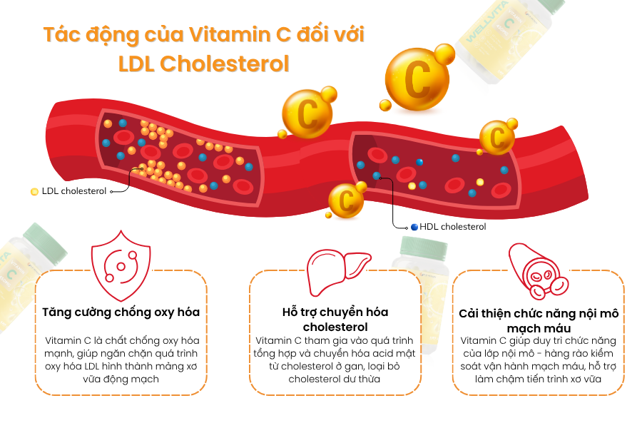 Vitamin C đóng vai trò hỗ trợ cải thiện chỉ số LDL cholesterol