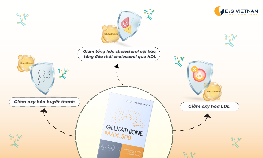 Tác dụng của Glutathione trong việc kiểm soát mỡ máu cao và xơ vữa động mạch